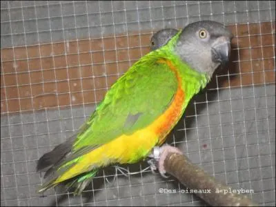 Ce perroquet peut atteindre 24 cm. On ne peut pas distinguer le mle de la femelle. Ces perroquets nous viennent de l'Afrique occidentale, o ils causent des dommages dans les bananerais. C'est :