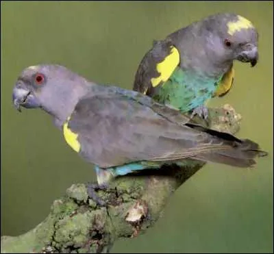 Ce perroquet trs timide, peut atteindre 22 cm de long. On peut trouver ces perroquets en Afrique centrale et oriental. Il existe actuellement 6 sous-espces. C'est :