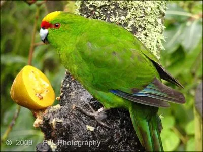 Cette perroquet qui nous vient de Nouvelle-Zlande, s'apprivoise facilement, et peuvent mme apprendre  parler. Au XIX sicle, toutes les espces de cette perruche sont en voie d'extinction. C'est :