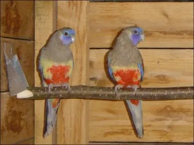 Toutes les espces de cette perruche sont typique des savanes sches. Des tudes ont montres que leurs populations dclinaient lentement  cause de la conversion de leur habitat en pturages. C'est :