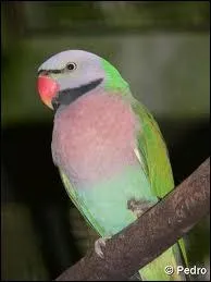 Cette perruche peut s'apprivoiser et dire quelques mots. Cette perruche vit par vastes bandes (plus de 10 000 individus). Elle est trs rpandue chez les leveurs. Cette perruche est :