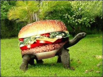 Qu'est-ce qui fait office de carapace ?