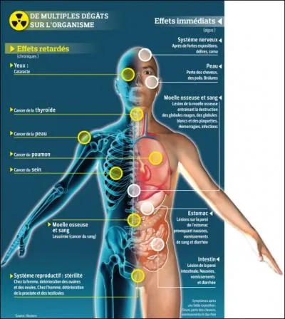 Aprs une longue exposition  une forte radioactivit, quels seront les effets immdiats sur l'homme ?