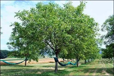 Des bcherons pourraient prononcer ces paroles : 'Nous allons mettre les ... ... ...  pied'