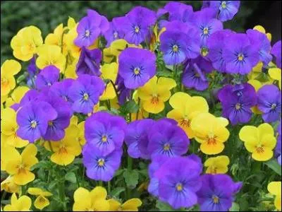 J'adore les fleurs, je suis ...