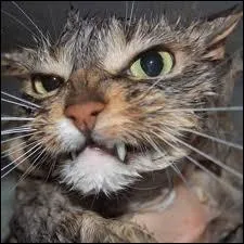 En constatant une certaine galit de force entre 2 adversaires, on dira : 'A bon chat, bon... . '