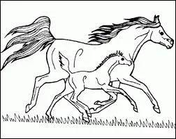 Au sein du troupeau de chevaux sauvages, c'est, en gnral, moi qui prends les dcisions. Je suis ... .