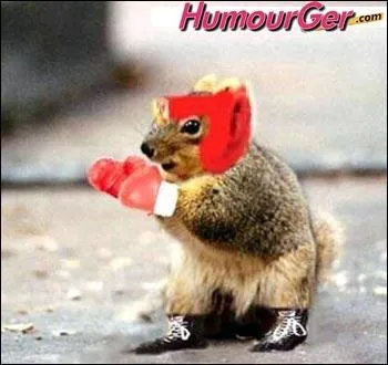 Que fait l'cureuil ?