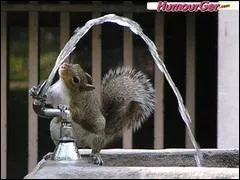 Que fait l'cureuil ?