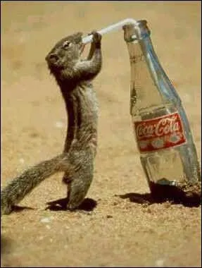 Que fait l'cureuil ?