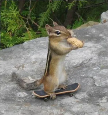 Que fait l'cureuil ?