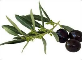 Reconnaissez-vous ces fruits ?