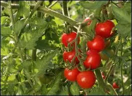 Reconnaissez-vous ces fruits ?