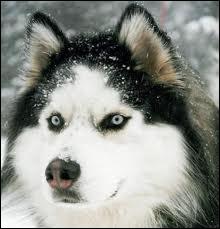 Comment se nomme ce chien qui a la particularit d'avoir des yeux bleux ?