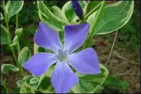 Quelle est cette jolie fleur bleue ?