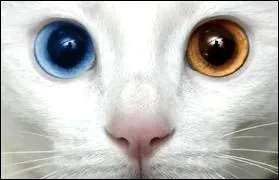 Comment nomme-t-on ces yeux dont l'un est bleu, et l'autre marron ?
