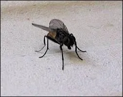 Les femmes, au 18 me sicle, se dcoraient le dessus de l'il d'une 'mouche'qu'on appelait :