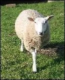 C'est une personne ou une chose rare.