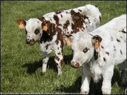 Ils ont fait un grand repas de famille.