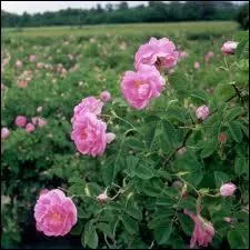 Qui dira, en s'adressant  des roses, 'Vous tes belles, mais vous tes vides, on ne peut pas mourir pour vous' ?