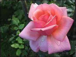 De qui sont les mots 'Et rose elle a vcu ce que vivent les roses, l'espace d'un matin' ?