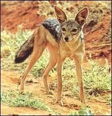 Reconnaissez-vous ce canid ?