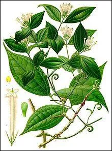 Quel est ce poison mortel extrait d'une plante ?