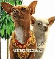 Comment se nomme cette chienne, hrone du film de Alex Zamm 'le chihuahua de Beverly Hills' ?