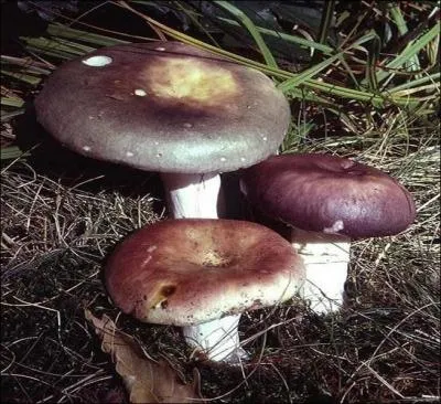 Quel est ce champignon (comestible sans saveur) ?