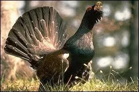 Quel est cet animal ?