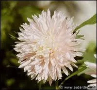 Reconnaissez-vous cette fleur ?