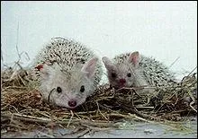 Quel est ce hrisson appel aussi 'hrisson du dsert' ?