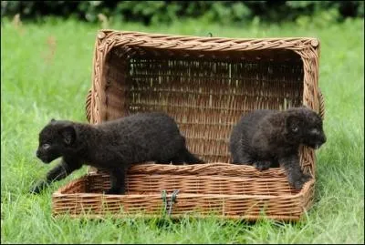 Quels sont ces flins ?