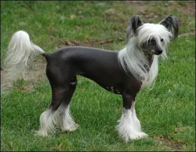 Quelle est la particularit de ce chien ?