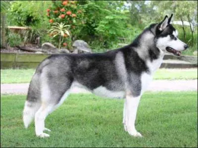 Quelle est la race de ce chien ?