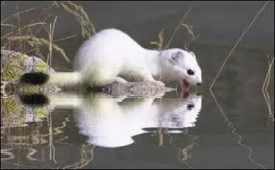 ''J'ai rencontré ce matin devant la haie de mon champ une troupe de marins, d'ouvriers, de paysans. Où allez-vous camarades avec vos fusils chargés ? Nous tendrons des embuscades, viens rejoindre notre armée''