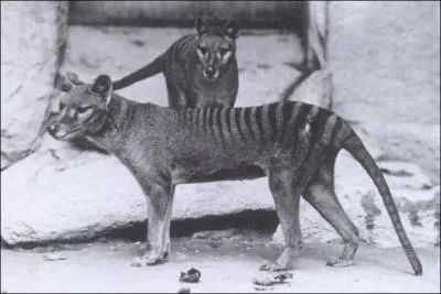Thylacine est son vrai nom mais sous quel autre nom est-il plus connu ?
