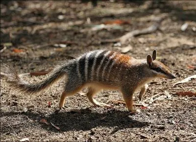 Animal endmique d'Australie occidentale, il peut manger jusqu' vingt mille termites par jour !