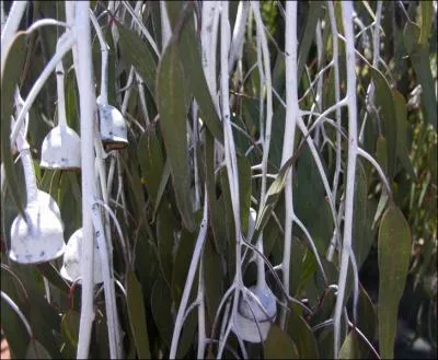 Comment est surnomm cet eucalyptus ?