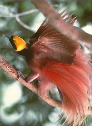 Quel est le nom de ce magnifique oiseau vivant en Papouasie-Nouvelle-Guine ?