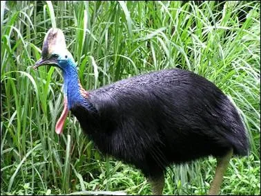 Quel est ce drle d'oiseau semblant revenu des temps prhistoriques ?