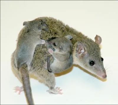 Quel est le seul marsupial ne vivant pas en Ocanie ?