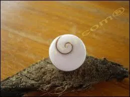 Quel est ce coquillage appel aussi 'Turbo rugueux' que l'on trouve sur les plages de Corse aprs les temptes, et dont on fabrique de jolis bijoux ?