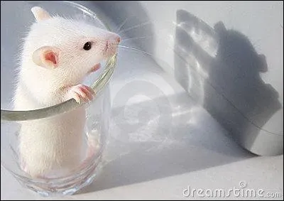 Comment dit-on 'souris' en espagnol ?