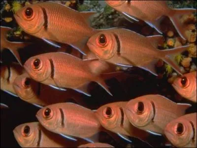 Comment dit-on 'poissons' (en vie, comme sur la photo ! ) en espagnol ?