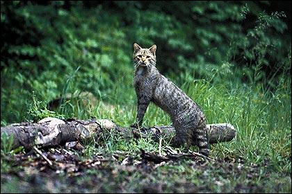 Chat hautes alpes