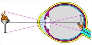 Le champ de vision de l'homme couvre 180, et celui du chat s'tend sur
