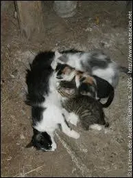 Il vaut mieux que la chatte ait eu une ou deux portes avant de la faire striliser.