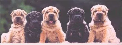 Savez-vous ce qu'est le 'stop' chez le chien ?