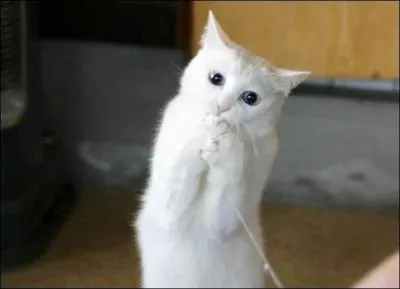 Le chat peut obir aux ordres. Il est capable d'apprendre et de comprendre de 25  50 mots.